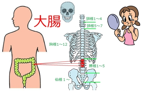 大腸