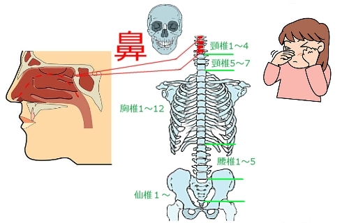 鼻