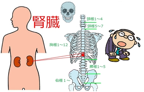 腎臓