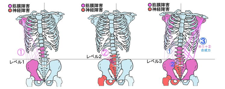 骨格と筋肉