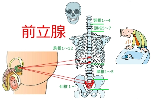 前立腺