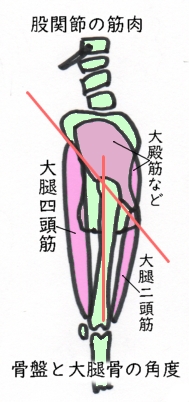 股関節の筋肉