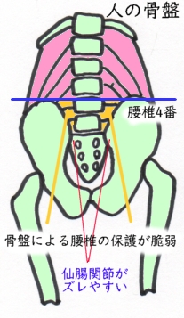 人の骨盤骨盤調整