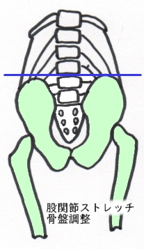 骨盤と大腿骨骨盤調整
