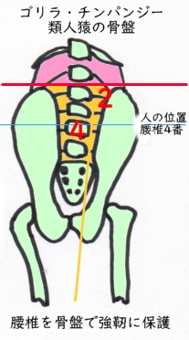 高い腸骨稜骨盤調整