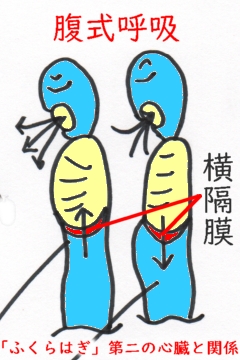 肋間の柔軟性骨盤調整